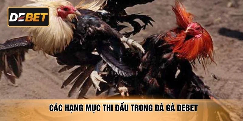 Các hạng mục thi đấu trong đá gà DEBET