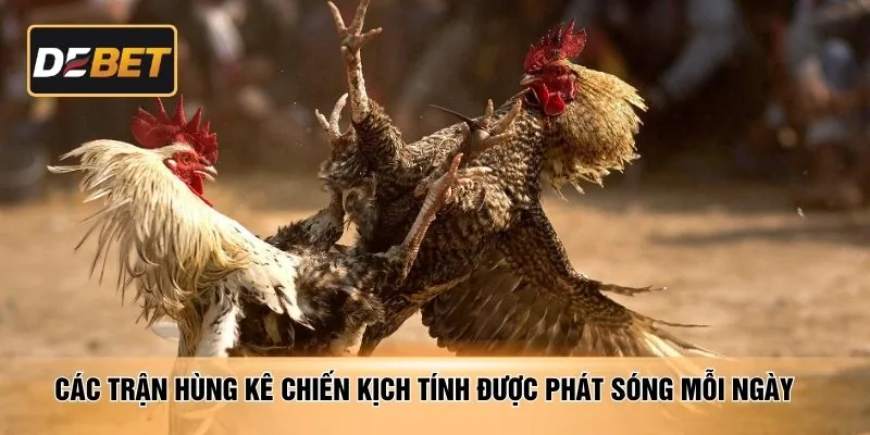 Các trận hùng kê chiến kịch tính được phát sóng mỗi ngày