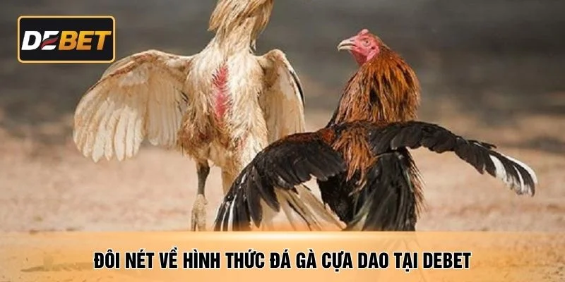 Đôi nét về hình thức đá gà cựa dao tại DEBET