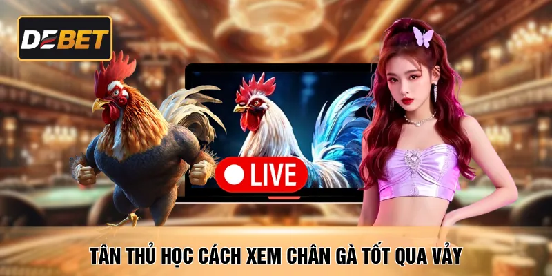 Tân thủ học cách xem chân gà tốt qua vảy