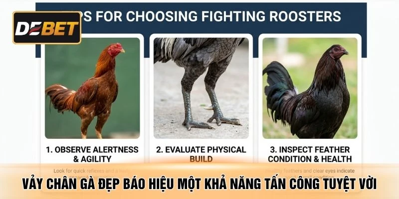 Vảy chân gà đẹp báo hiệu một khả năng tấn công tuyệt vời